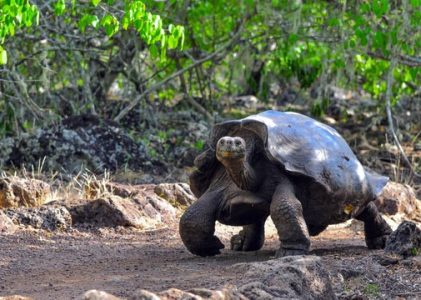 10 choses à faire dans les îles Galápagos