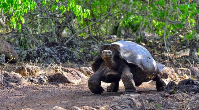 10 choses à faire dans les îles Galápagos
