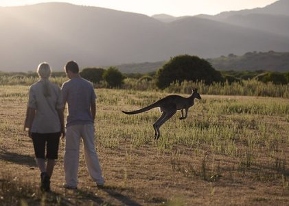 Comment voir la faune fascinante de l&rsquo;Australie