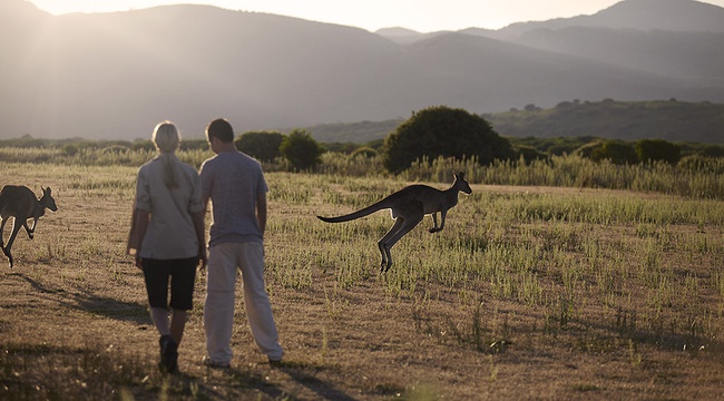 Comment voir la faune fascinante de l&rsquo;Australie