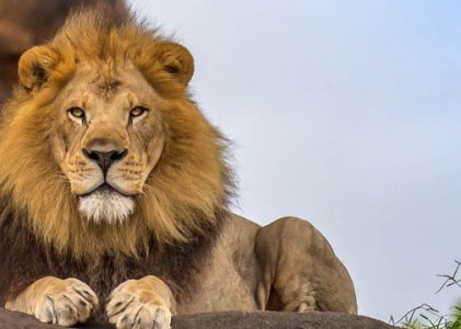 Des vacances en Afrique inspirées du Roi Lion