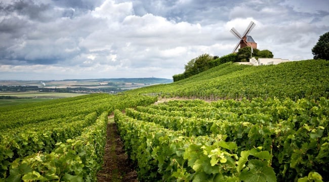 Le champagne : un atout pour vos vacances en France - img