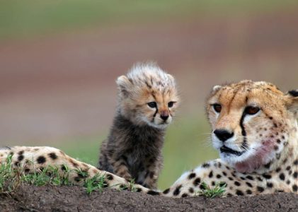 Le Kenya est le lieu où le luxe renoue avec la nature