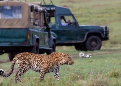 L&rsquo;essentiel pour partir en safari en Afrique