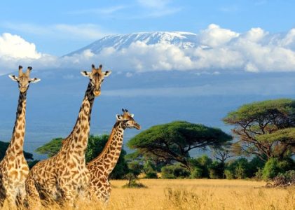 Meilleurs safaris en Afrique de l&rsquo;Est