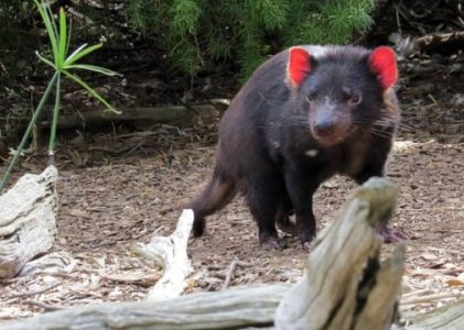 Passez un bon moment avec les marginaux de la péninsule de Tasman lors de vos vacances en Australie