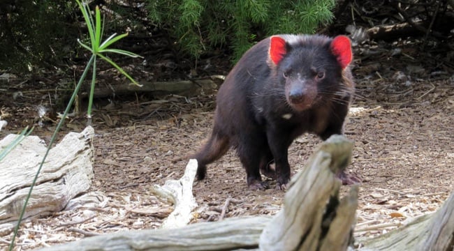 Passez un bon moment avec les marginaux de la péninsule de Tasman lors de vos vacances en Australie - img