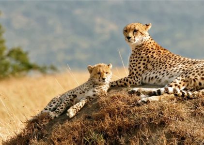 Pourquoi c&rsquo;est le moment idéal pour partir en safari en Afrique de l&rsquo;Est ?