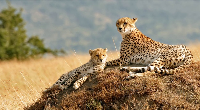 Pourquoi c'est le moment idéal pour partir en safari en Afrique de l'Est ? - img