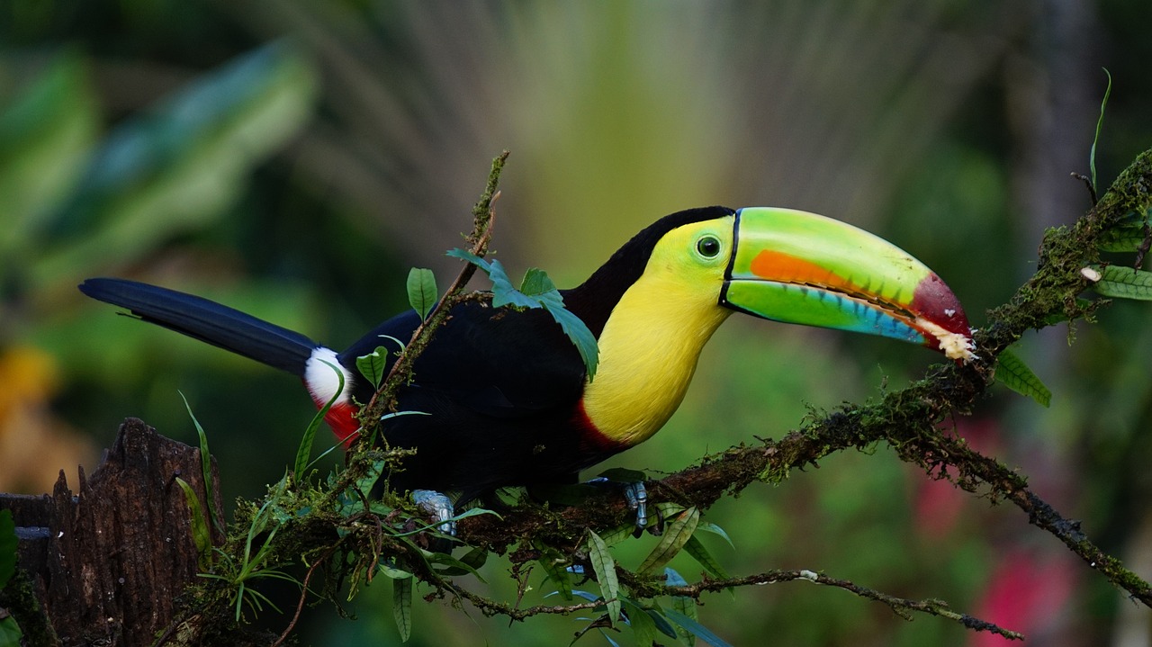 Quille Bec Toucan, Costa Rica, Oiseau