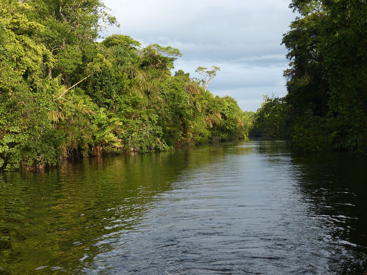 Couler, Forêt Tropicale, Costa Rica