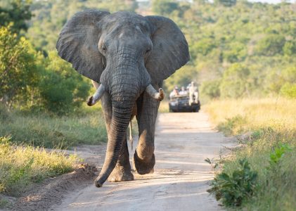 1 semaine en Afrique du Sud – 4 idées d&rsquo;itinéraires de safari