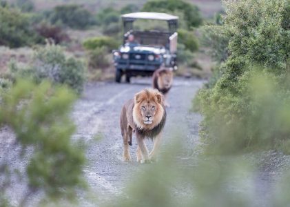 10 jours en Afrique du Sud – 5 idées d&rsquo;itinéraires de safari