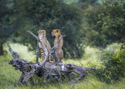 2 semaines en Afrique du Sud – 5 idées d&rsquo;itinéraires de safari