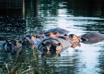 5 jours en Afrique du Sud – 4 idées d&rsquo;itinéraires de safari