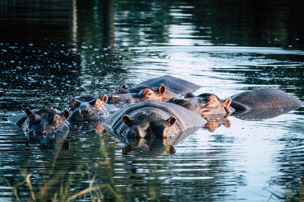 5 jours en Afrique du Sud - 4 idées d'itinéraires de safari - img
