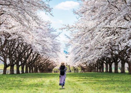 A la recherche des cerisiers en fleurs à Tokyo et dans la péninsule d&rsquo;Izu – 9 jours