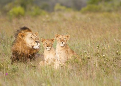 Afrique du Sud en famille : Safari au Cap et au Cap oriental – 7 jours