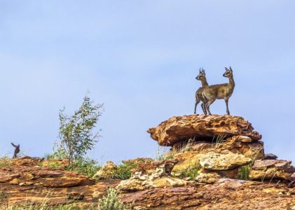 Afrique du Sud – Safari hors des sentiers battus – 10 jours