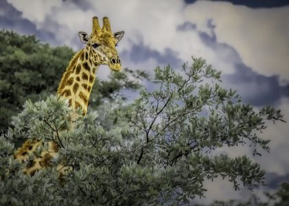 Afrique du Sud – Safari hors des sentiers battus – 5 jours