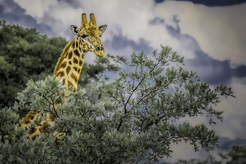 Afrique du Sud – Safari hors des sentiers battus – 5 jours