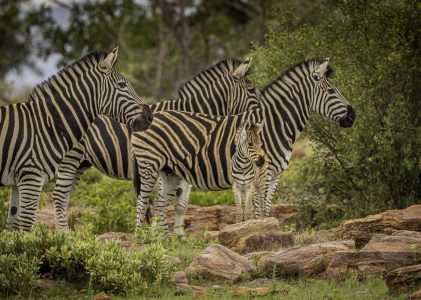 Afrique du Sud – Safari hors des sentiers battus – 7 jours