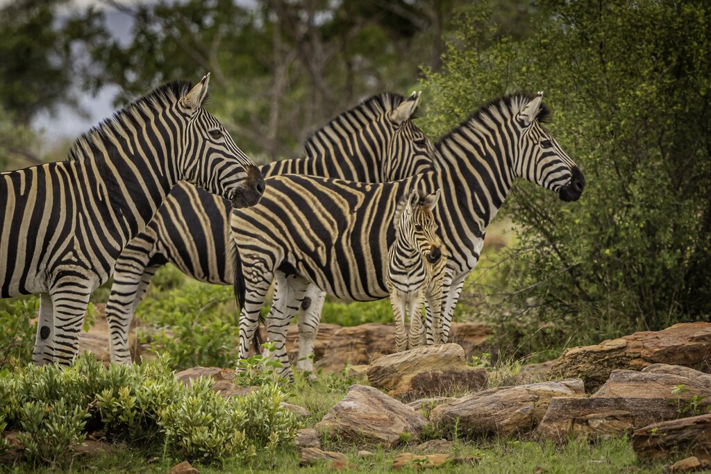 Afrique du Sud - Safari hors des sentiers battus - 7 jours - img