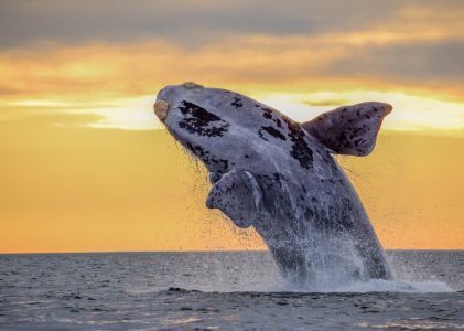 Amérique du Sud atlantique : Aventures en Argentine et Uruguay – 14 jours