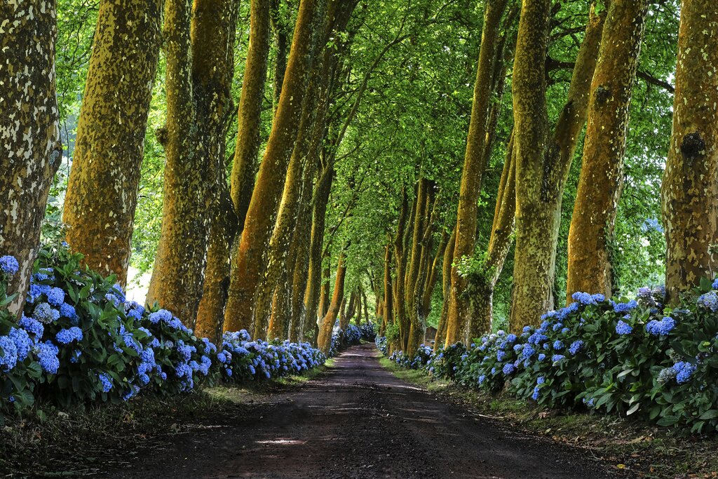Aventure en voiture aux Açores : Île de São Miguel - 5 jours - FL Vacances