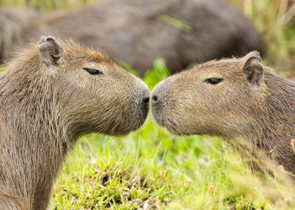 Aventure familiale active au Brésil : Faune, grottes et forêts – 7 jours