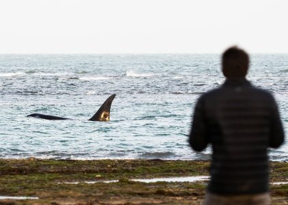 Aventures de luxe en Argentine : Puerto Madryn et El Calafate – 7 jours