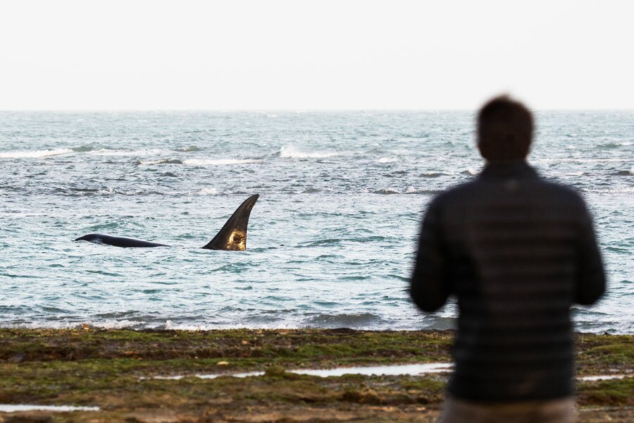 Aventures de luxe en Argentine : Puerto Madryn et El Calafate - 7 jours - img