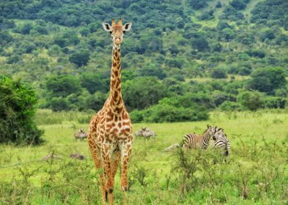 Circuit culturel et animalier au Rwanda et en Ouganda – 21 jours