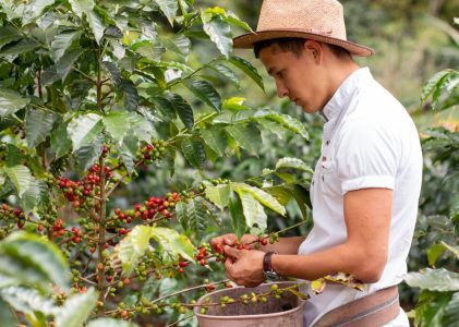 Circuit de luxe dans les montagnes, les vallées et la zone cafetera de Colombie – 7 jours