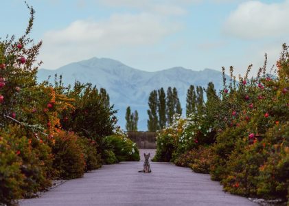 Circuit de luxe en Argentine, de la région viticole à la Patagonie – 14 jours