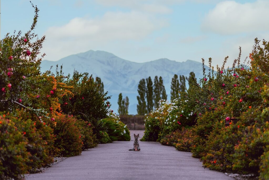 Circuit de luxe en Argentine, de la région viticole à la Patagonie - 14 jours - img