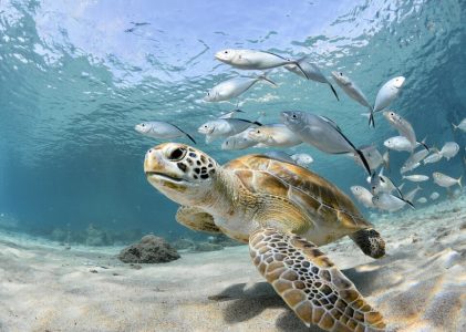 Circuit découverte du Belize : Merveilles naturelles et culture maya – 7 jours