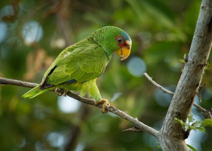 Le meilleur du Belize et du Guatemala – 7 jours