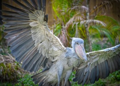 Les points forts de l&rsquo;Ouganda et du Rwanda : Culture, faune et nature – 10 jours