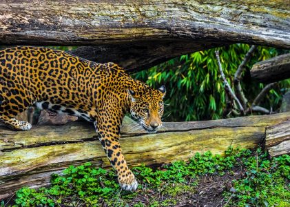 Nature et aventure au Belize : San Ignacio et Placencia – 7 jours