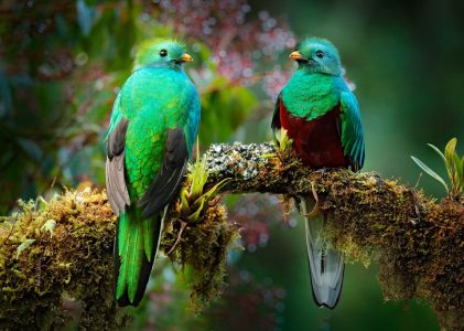 Road Trip romantique au Costa Rica : Montagnes, forêts de nuages et plages – 10 jours