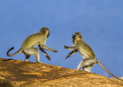 Safari aventureux en Afrique du Sud – 14 jours