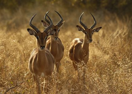 Safari aventureux en Afrique du Sud – 7 jours