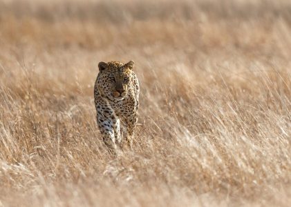 Safari en Afrique du Sud – 5 jours