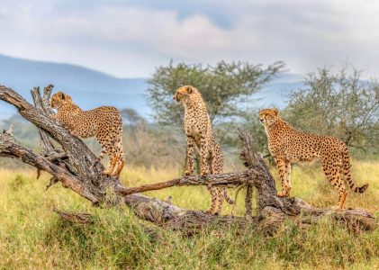 Safari en Afrique du Sud : Kruger et Sabi Sands – 5 jours