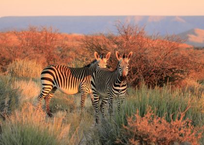 Safari en Afrique du Sud : Kruger, Sabi Sands, Chutes Victoria et Le Cap – 14 jours