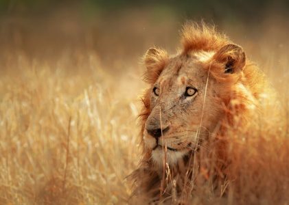 Safari en Afrique du Sud : Kruger, Sabi Sands et Le Cap – 10 jours