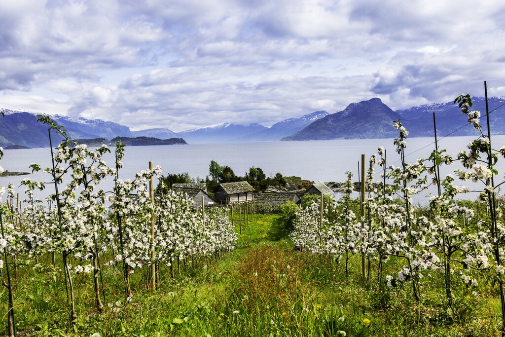 Saga scandinave : Road Trip d'été Islande et Norvège - 14 jours - img