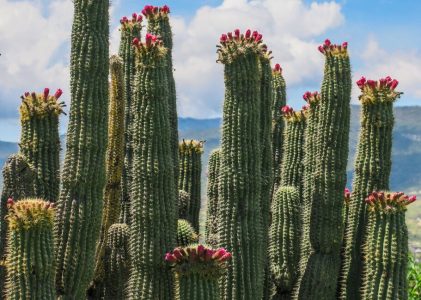 Un voyage de luxe au cœur du Mexique : Mexico et Oaxaca – 5 jours
