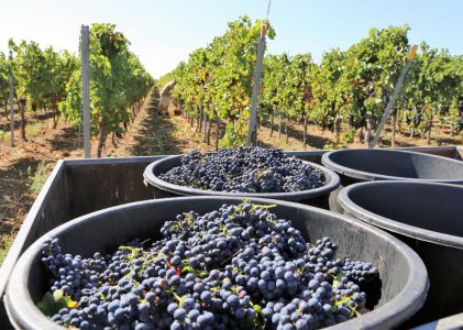 Vin et culture en Argentine et en Uruguay – 7 jours